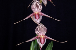 Paphiopedilum rothschildianum Mary K. Wallace HCC/AOS 79 pts.